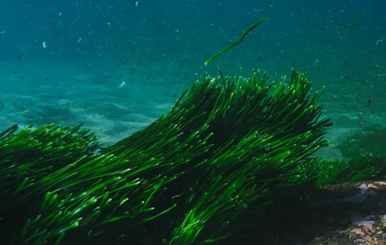 Ekologinė galia Ekologinė galia